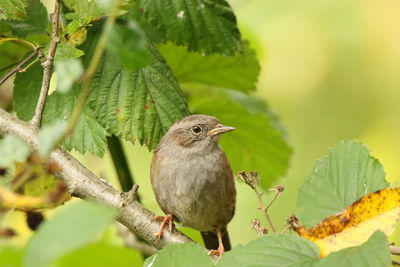 Close-up of bird perching on plant