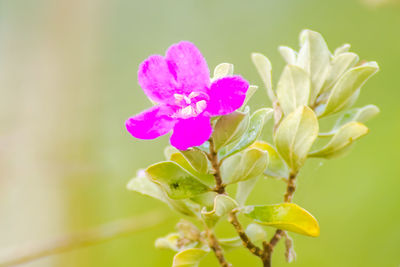 Close-up of pink flowering plant