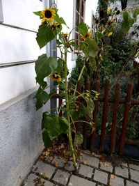 Plants growing by wall