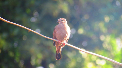 Bird perching on railing