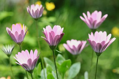 Close-up of pink crocus flowers