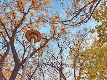 Low angle view of bare tree against sky