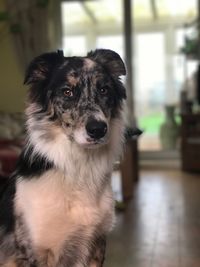 Close-up portrait of dog