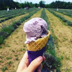 Cropped hand of woman having ice cream cone at lavender farm