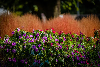 Close-up of fresh purple flowers in field