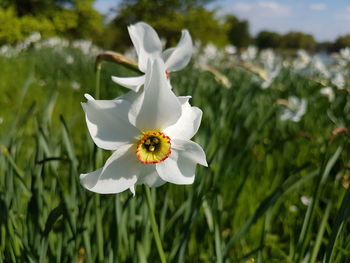 Close-up of white flower blooming outdoors
