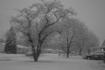 Bare trees on snow covered landscape