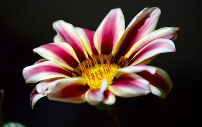 Close-up of pink water lily