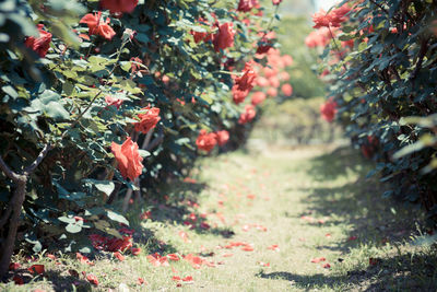 Red leaves on tree