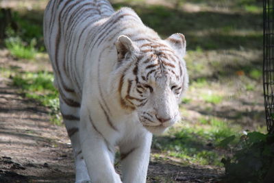 Close-up of lion