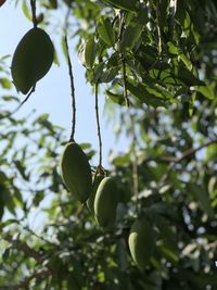 Low angle view of fruits growing on tree