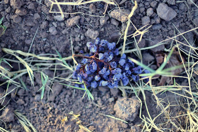 High angle view of plants growing on field
