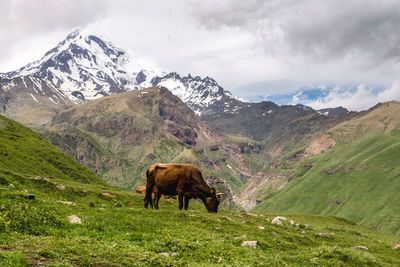 Cow standing on field against mountains