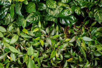 Plant leaves ficus benjamina and gardenia - top view. beautiful green background of living plants.