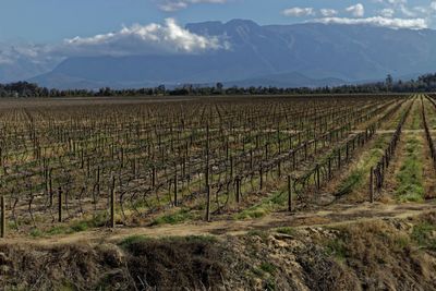 Scenic view of vineyard against sky