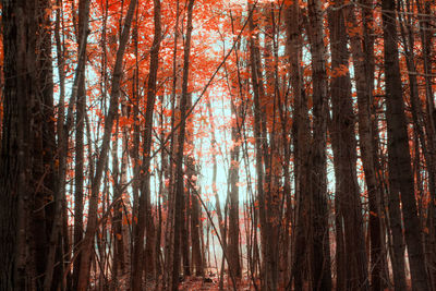 Trees against sky