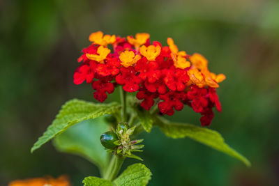 Close-up of red flowering plant