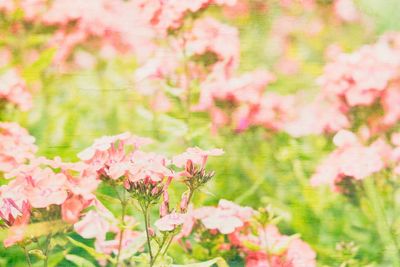 Close-up of pink flowering plants