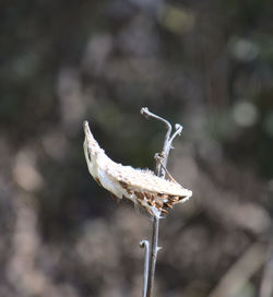 Spring seed pod