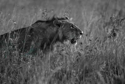 Male.lion at nairobi national park