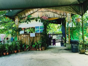 Potted plants by building