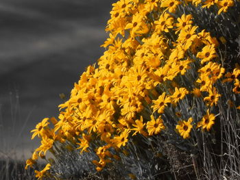 Close up of yellow flowers