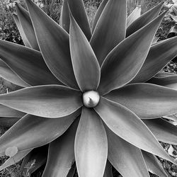 Full frame shot of succulent plant