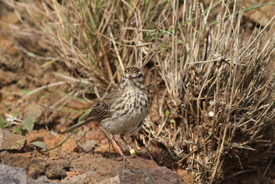 Close-up of bird perching on field