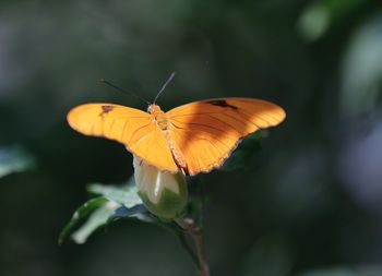 Close-up of butterfly pollinating on flower