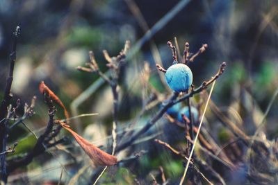 Close-up of fruit growing on tree