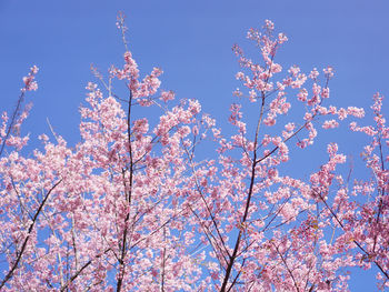Low angle view of cherry blossoms against sky