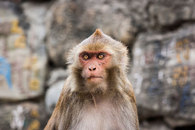Close-up portrait of monkey