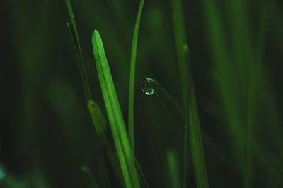 Close-up of green leaf on grass