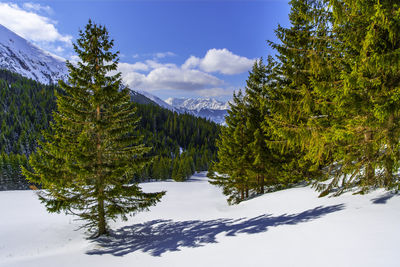 Pine trees on snow covered mountains against sky