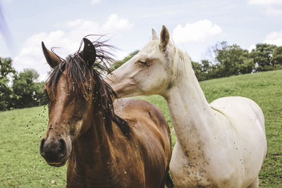 Close-up of horses standing in farm