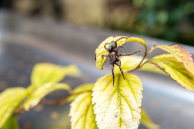 Close-up of insect on leaf