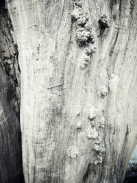 Full frame shot of tree trunk