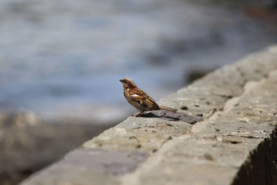Close-up of sparrow on retaining wall
