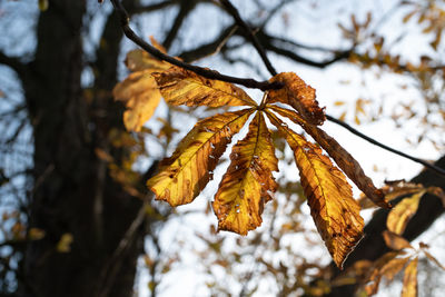 Close-up of wilted plant during winter