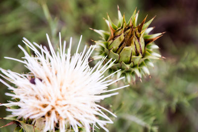 Close-up of thistle