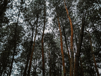 Low angle view of bamboo trees in forest