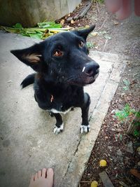 High angle view of black dog