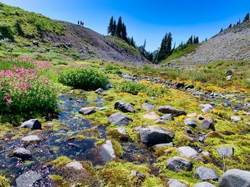 Plants growing on rocks by land against sky