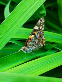 Close-up of butterfly on leaf