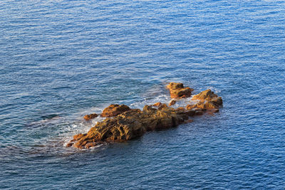 View of crab on rock by sea