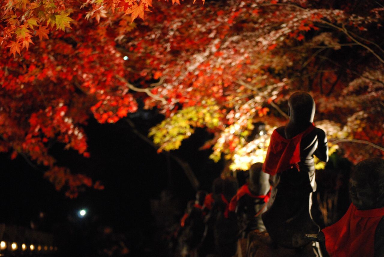 REAR VIEW OF WOMAN STANDING BY AUTUMN TREES