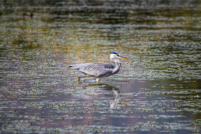 Side view of a bird in water