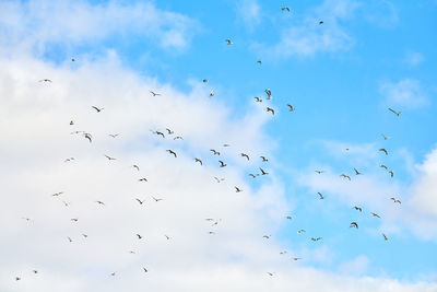 Seagulls flying high in blue sky with white fluffy clouds. silhouettes of hovering white birds