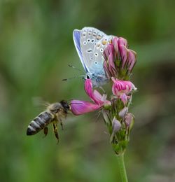 Close-up of bee pollinating on pink flower