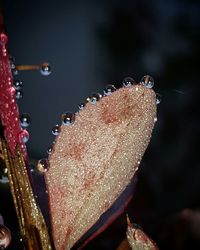 Close up of christmas tree